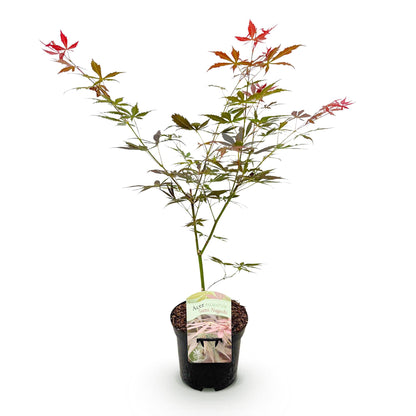Acer palmatum 'Sumi-Nagashi' - Japanse Esdoorn - hoogte 70cm