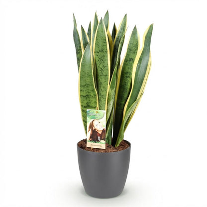 Sansevieria Laurentii - Vrouwentong - incl. pot grijs - pot 21cm - hoogte 70-80cm