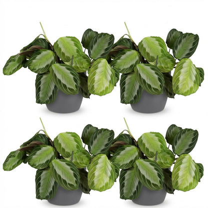 Green boutiQ - Kamerplant - Maranta Fascinator Silverband - Gebedsplant - Huisdiervriendelijke Plant - Groen - 4 Planten - met Potter Grijs - Pot 12cm - Hoogte 25cm
