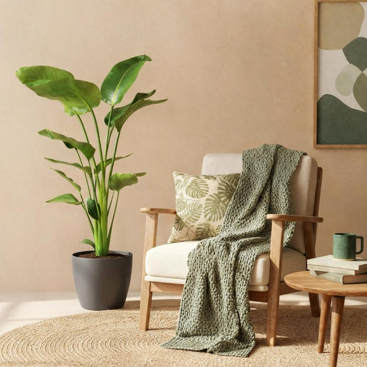 Strelitzia Nicolai - Paradijsvogelbloem - incl. pot grijs - pot 21cm - hoogte 110-120cm