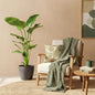 Strelitzia Nicolai - Paradijsvogelbloem - incl. pot grijs - pot 21cm - hoogte 110-120cm