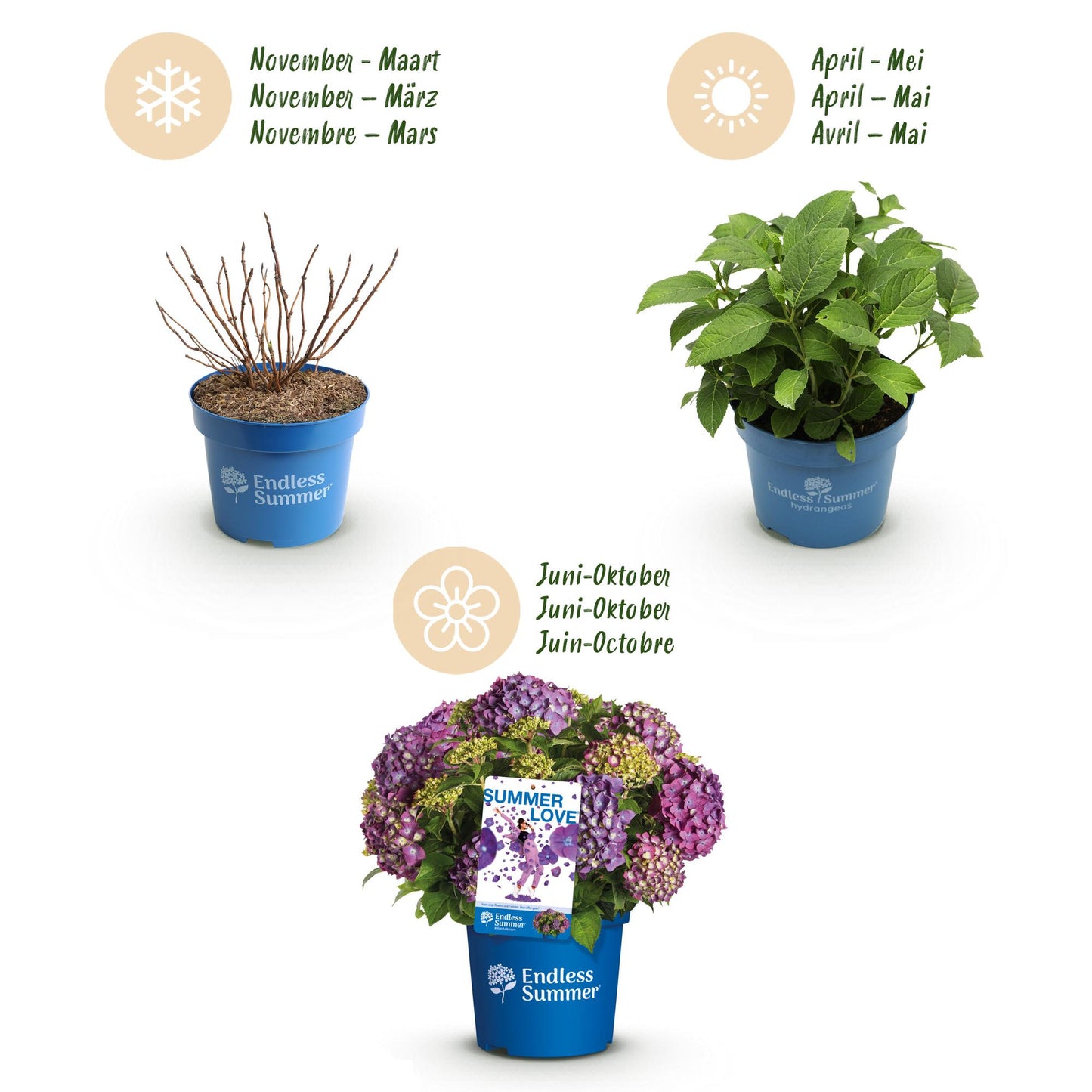 Hydrangea 'Endles Summer Summer Love Purple' - Paarse Hortensia - hoogte 20-25cm