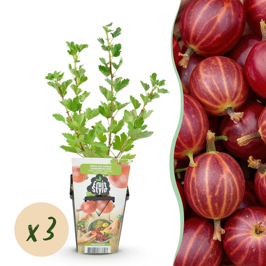 Ribes uva-crispa 'Hinnonmaki Rod' - Kruisbes - 3 planten - Pot 9cm