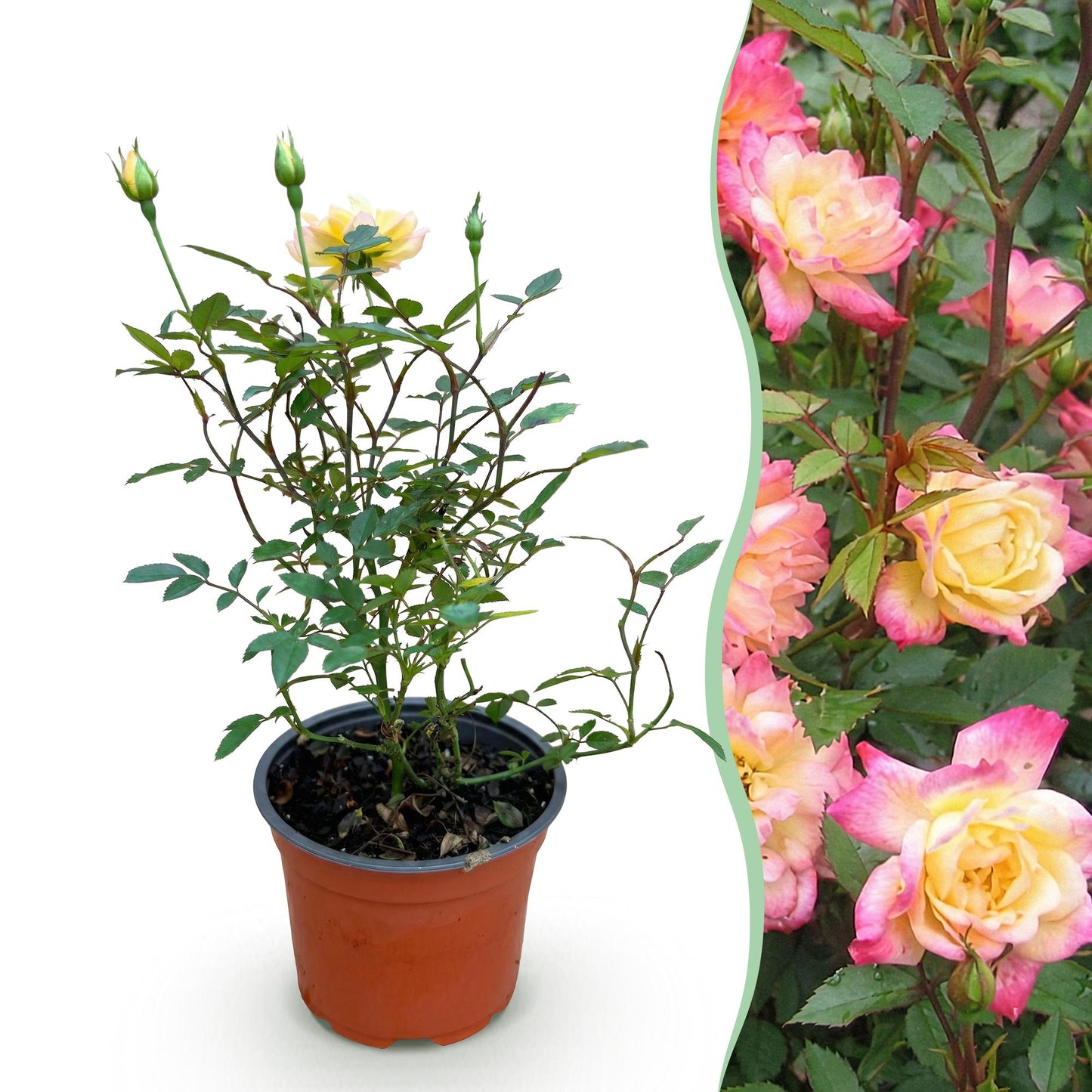 Rosa 'Tricolor Fairy' - Roos - hoogte 20-25cm