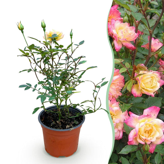 Rosa 'Tricolor Fairy' - Roos - hoogte 20-25cm