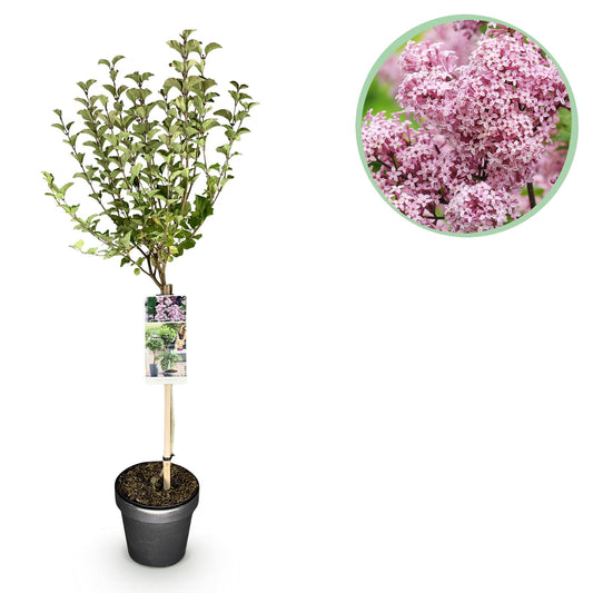 Syringa meyeri 'Palibin' op stam - Gewone sering - hoogte 90cm