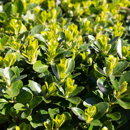 Euonymus japonica 'Green Spire' - Kardinaalshoed - hoogte 20-25cm