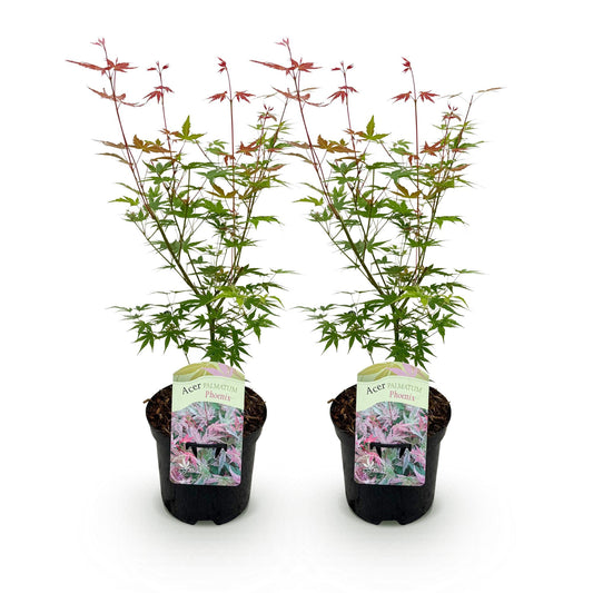 Green boutiQ - Terrasplant - Japanse Esdoorn - Acer palmatum Phoenix - Roze - 2 Planten - Bladverliezend - Pot 19cm Hoogte 70cm
