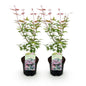 Green boutiQ - Terrasplant - Japanse Esdoorn - Acer palmatum Phoenix - Roze - 2 Planten - Bladverliezend - Pot 19cm Hoogte 70cm