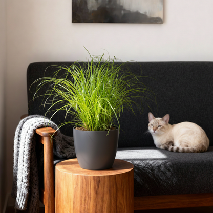 Green boutiQ - Kamerplant - Cyperus alternifolius Zumula - Kattengras - Huisdiervriendelijke Plant - Groen - 1 Plant - met Potter Grijs - Pot 12cm - Hoogte 20cm