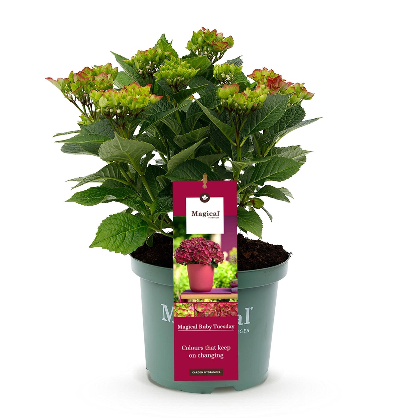 Hydrangea 'Magical Teusday & Saphire' - Rode Hortensia - 6-10 bloemen - hoogte 55cm