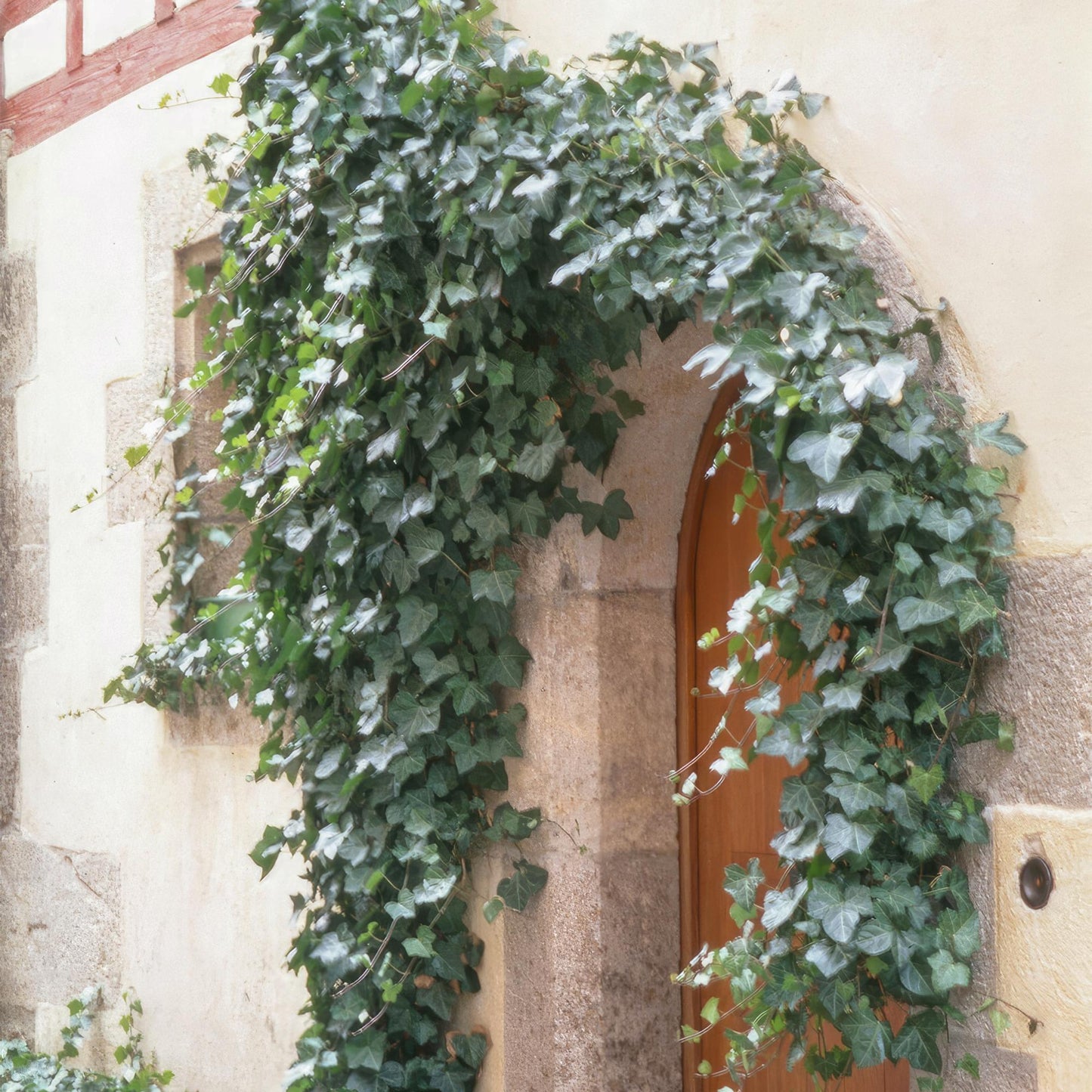 Hedera helix 'Glacier' - kleinbladige Klimop