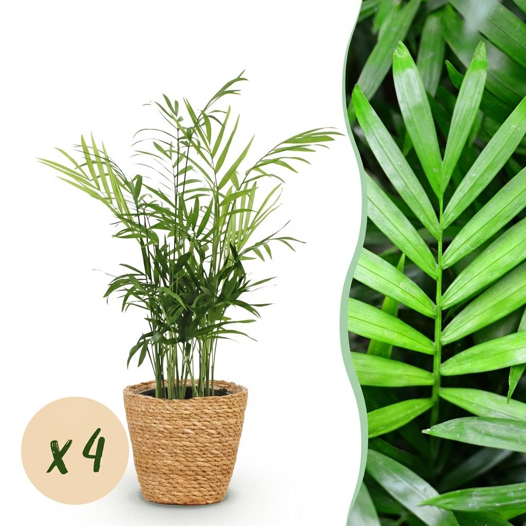 Green boutiQ - Kamerplant - Chamaedorea elegans - Goudpalm - Huisdiervriendelijke Plant - Groen - 4 Planten - met Mand - Pot 12cm - Hoogte 15cm