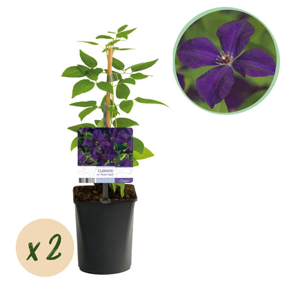 Clematis viticella 'Polish Spirit' - Clematis - Pot 11cm - Hoogte 40cm
