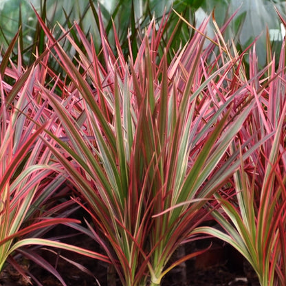 Dracaena Magenta - Drakenbloedboom - incl. pot wit - pot 21cm - hoogte 90-100cm