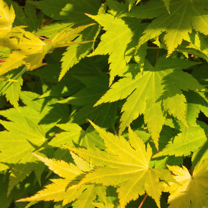 Acer palmatum 'Jordan' - Japanse Esdoorn - hoogte 70cm