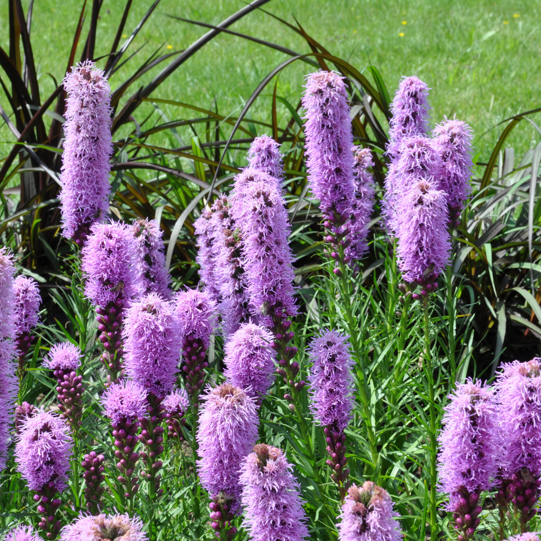 Liatris spicata - Prairiekaars