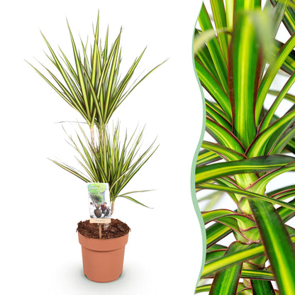 Dracaena Sunray - Drakenbloedboom - 1 plant - pot 17cm - hoogte 70-75cm