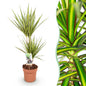 Dracaena Sunray - Drakenbloedboom - 1 plant - pot 17cm - hoogte 70-75cm