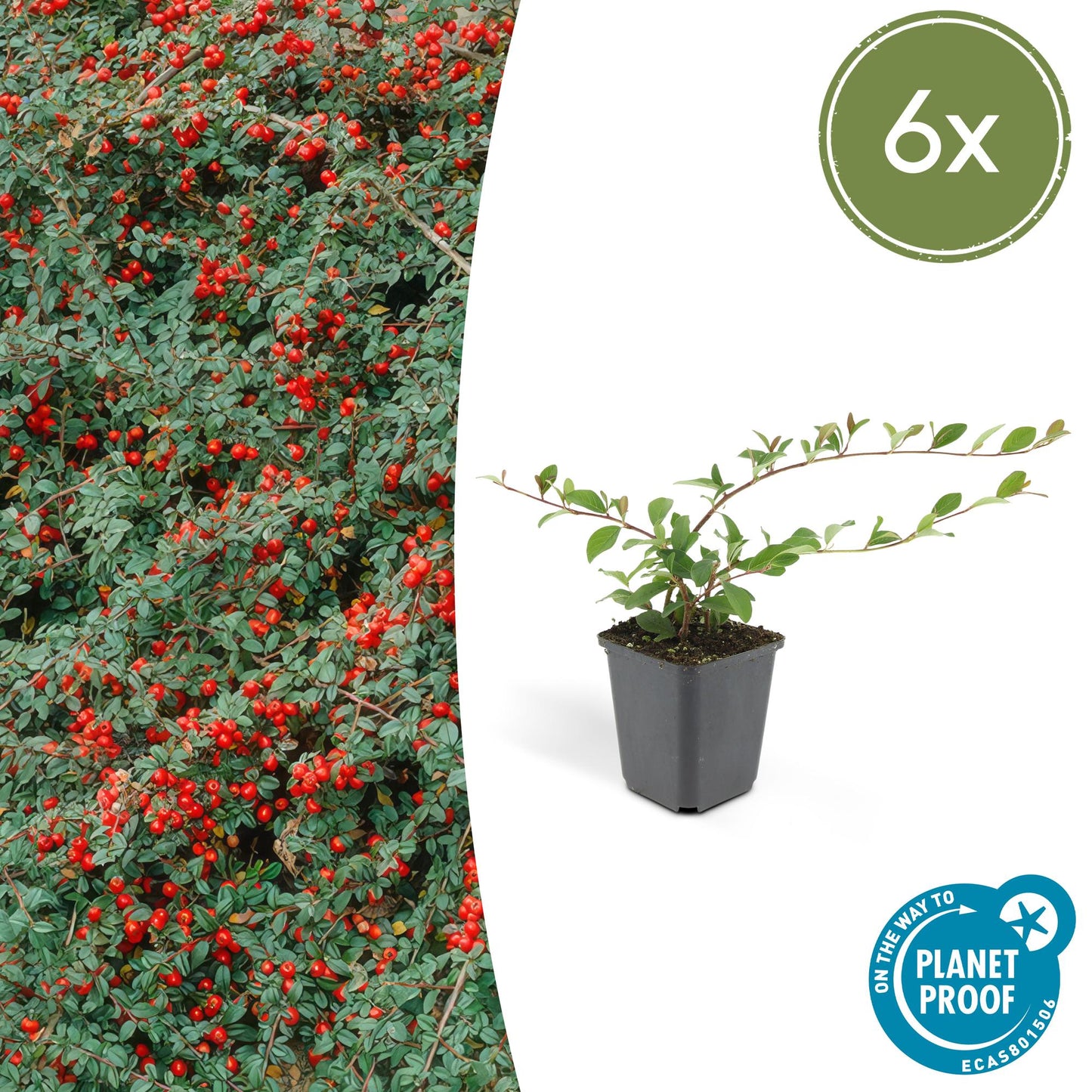 Cotoneaster dammeri - Dwergmispel