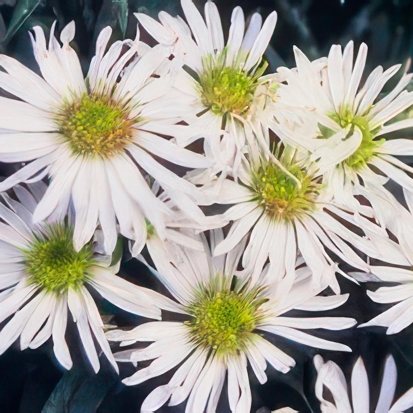 Aster ageratoides 'Ashvi' - Herfstaster