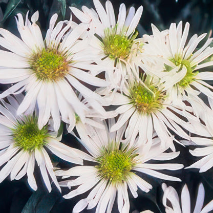 Aster ageratoides 'Ashvi' - Herfstaster