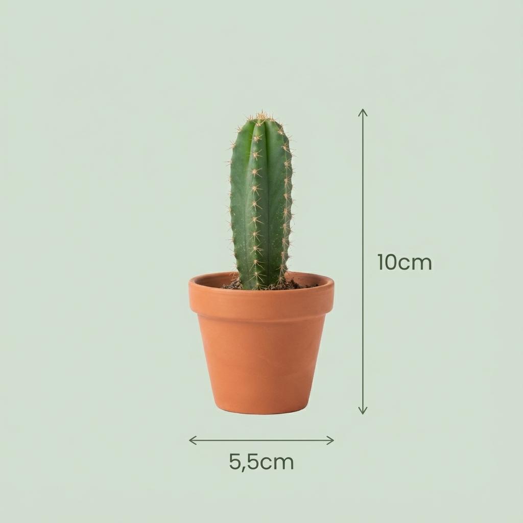 Mini Cactus Set - 9 Stuks - Ø 5.5 cm - Hoogte: 5-10 cm