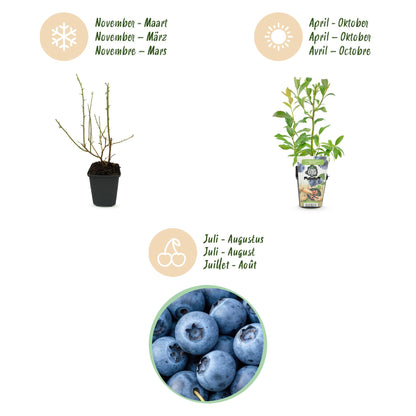 Vaccinium corymbossum 'Bluegold' - Blauwe bes - 6 planten - Pot 9cm