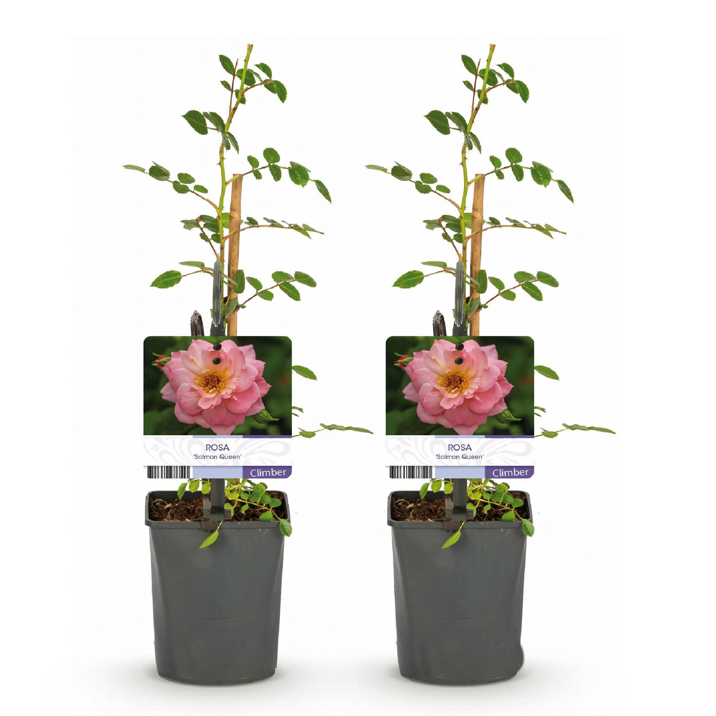 Rosa 'Salmon Queen' - Klimroos