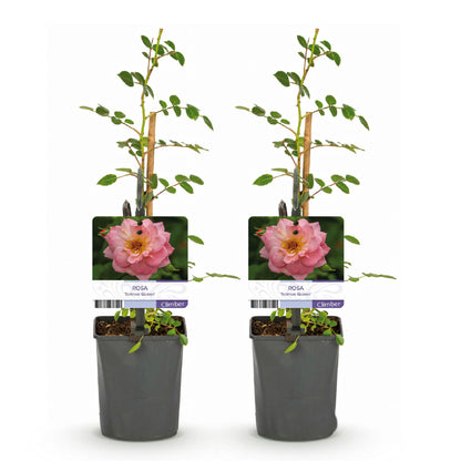 Rosa 'Salmon Queen' - Klimroos