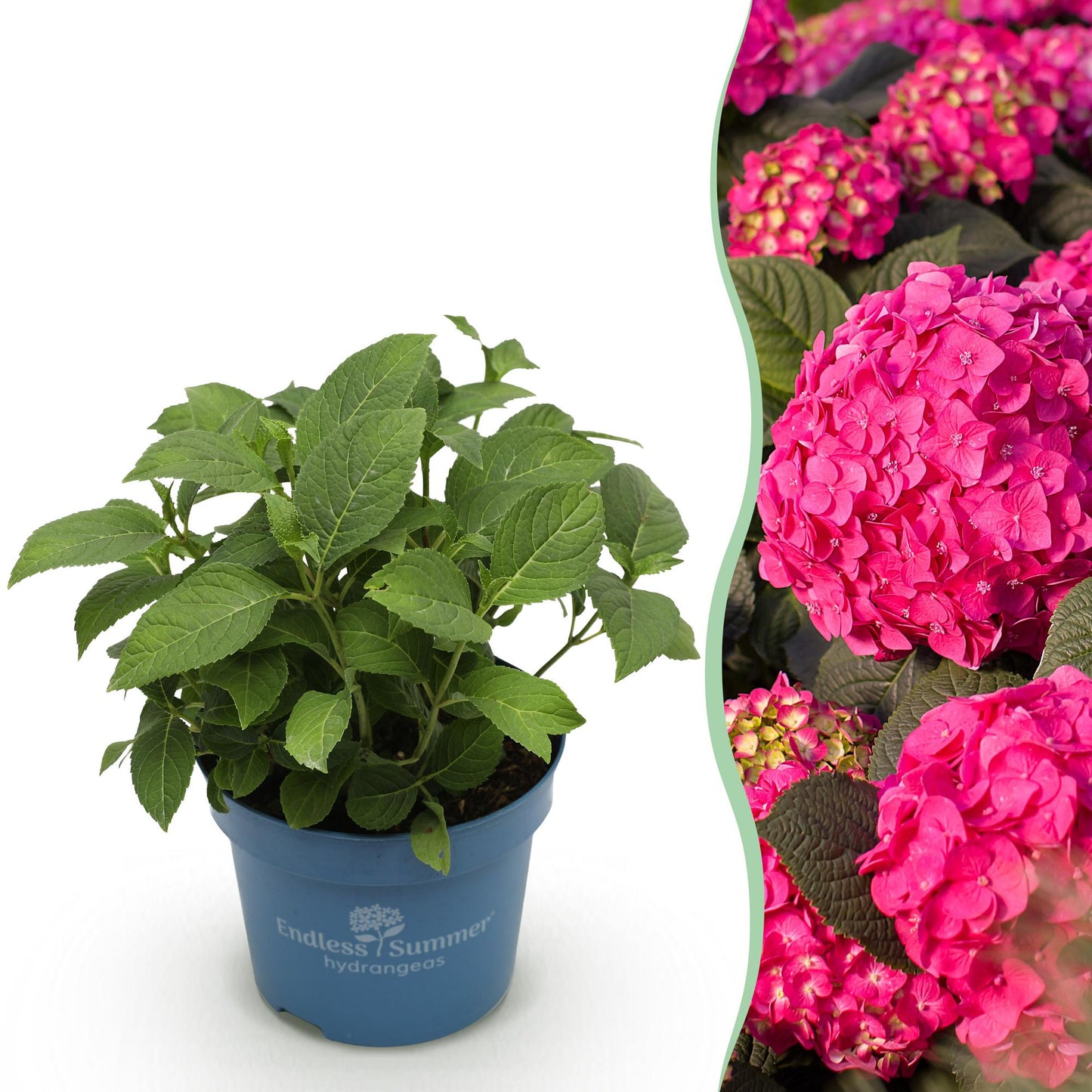 Hydrangea 'Endles Summer Summer Love Red' - Rode Hortensia - hoogte 20-25cm