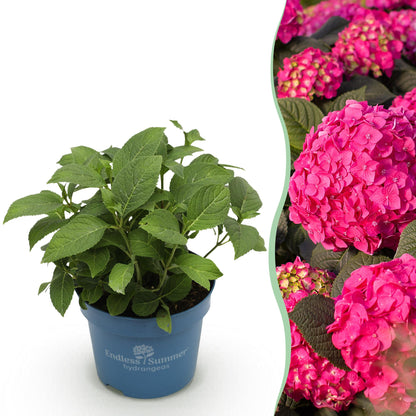 Hydrangea 'Endles Summer Summer Love Red' - Rode Hortensia - hoogte 20-25cm