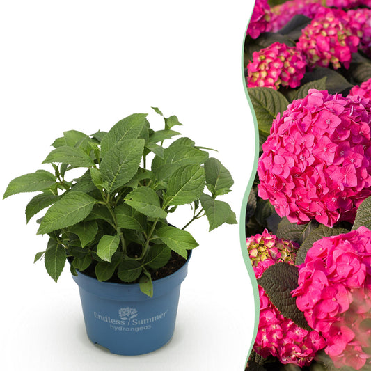 Hydrangea 'Endles Summer Summer Love Red' - Rode Hortensia - hoogte 20-25cm