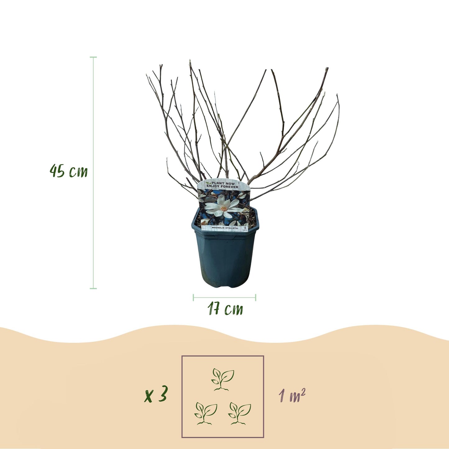 Magnolia stellata - Stermagnolia - hoogte 45cm