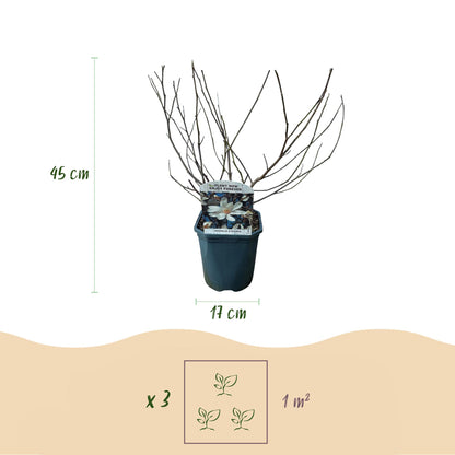 Magnolia stellata - Stermagnolia - hoogte 45cm