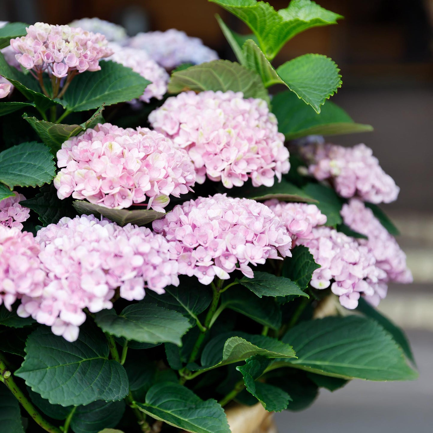 Hydrangea 'Magical Revolution Pink' - Roze Hortensia - 6-10 Bloemen - hoogte 55cm