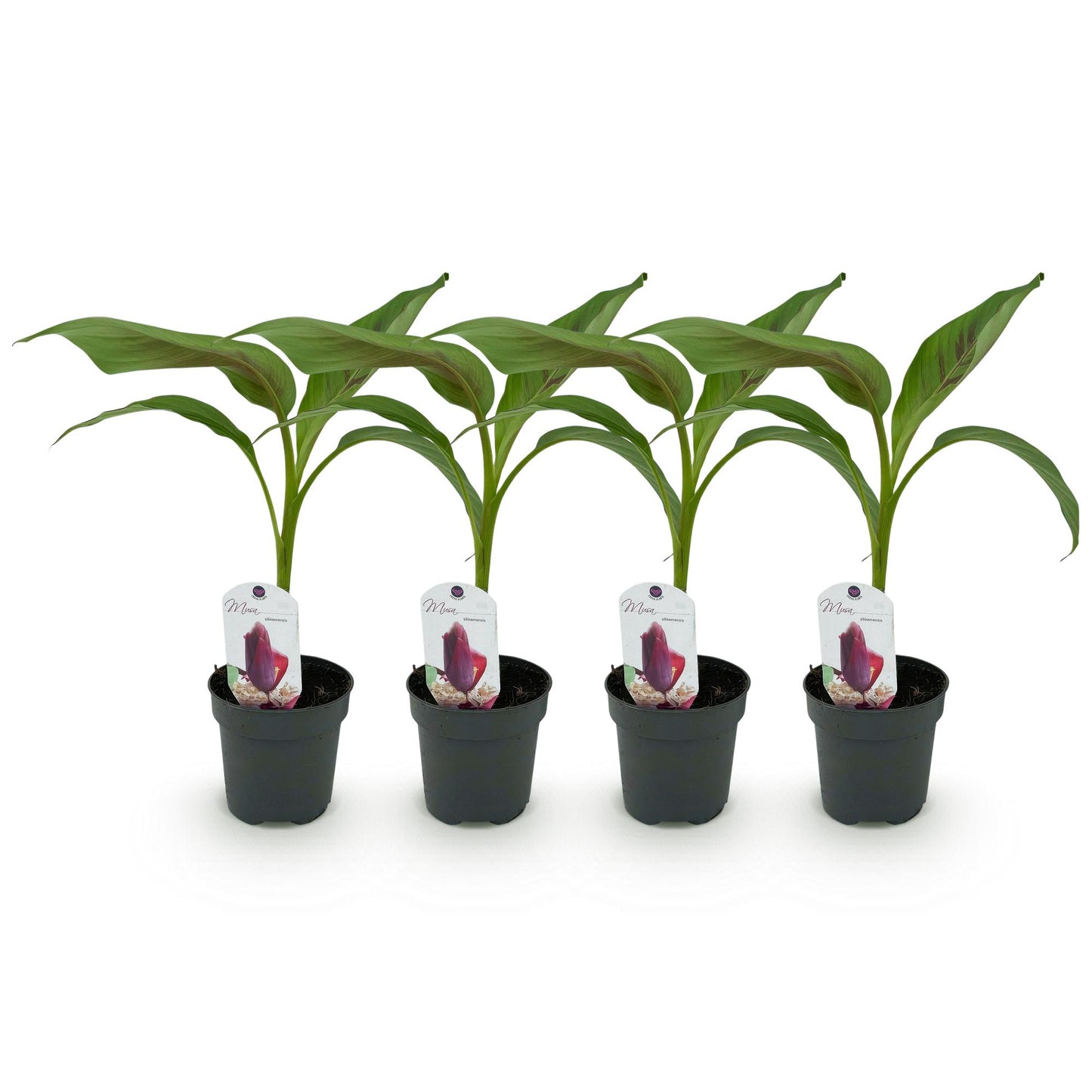 Musa sikkemensis 'Red Tiger' - winterharde Bananenboom - 4 planten - Pot 12cm - Hoogte 30cm