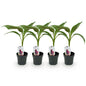Musa sikkemensis 'Red Tiger' - winterharde Bananenboom - 4 planten - Pot 12cm - Hoogte 30cm