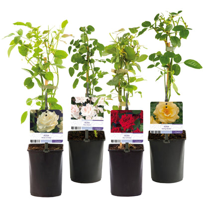 Klimrozenmix 'Rainbow' - Bloemen; roze, wit, geel & rood