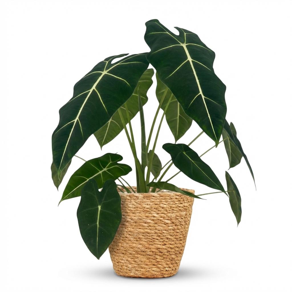 Green boutiQ - Kamerplant - Olifantsoor - Alocasia Frydek - Groen - Weinig onderhoud - 1 Plant - met Mand - Pot 19cm - Hoogte 60cm