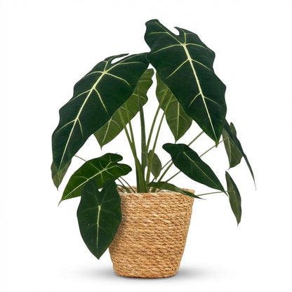 Green boutiQ - Kamerplant - Olifantsoor - Alocasia Frydek - Groen - Weinig onderhoud - 1 Plant - met Mand - Pot 19cm - Hoogte 60cm
