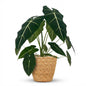 Green boutiQ - Kamerplant - Olifantsoor - Alocasia Frydek - Groen - Weinig onderhoud - 1 Plant - met Mand - Pot 19cm - Hoogte 60cm