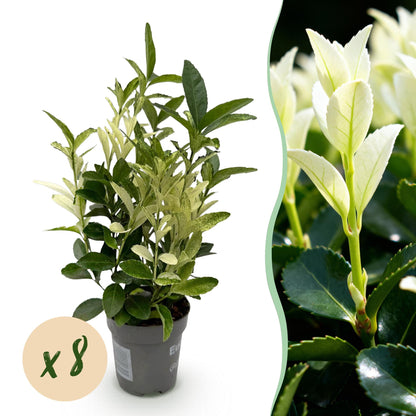 Euonymus japonica 'Paloma Blanca' - Kardinaalsmuts - hoogte 30-35cm