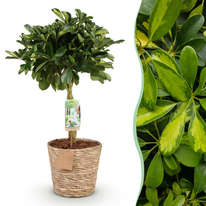 Schefflera Gold Capelle - Vingerboom - incl. mand - pot 21cm - hoogte 70-81cm