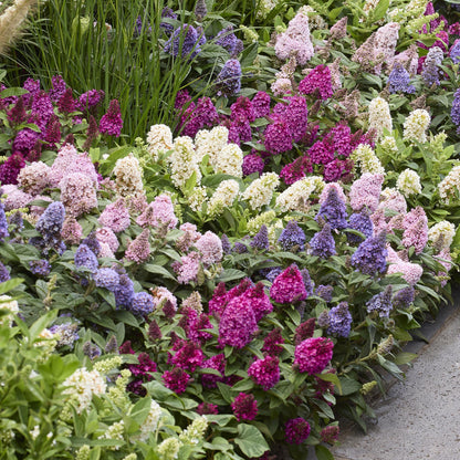 Buddleja davidii 'Butterfly Candy Little Ruby' - Vlinderstruik - hoogte 20-25cm