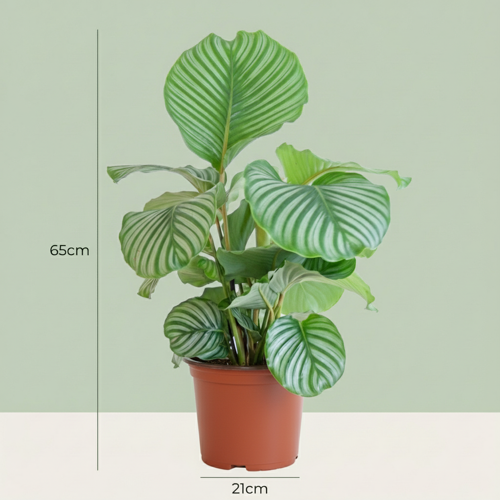 Calathea Orbifolia - Pauwenplant - pot 21cm - hoogte 60 - 70cm