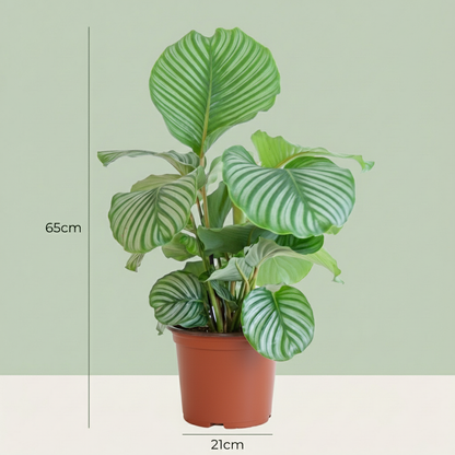 Calathea Orbifolia - Pauwenplant - pot 21cm - hoogte 60 - 70cm
