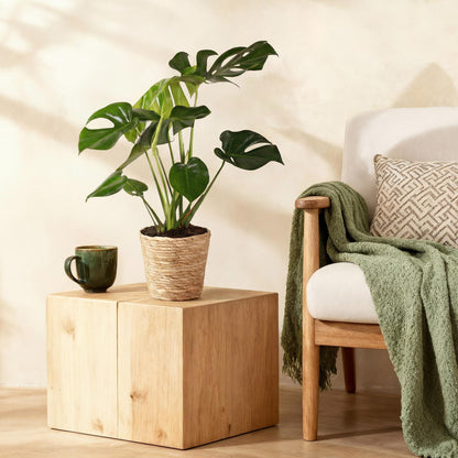 Green BoutiQ - Green is... Kamerplanten - Monstera Deliciosa - Gatenplant - Weinig onderhoud - Groen - 1 Plant - Pot 17cm - Hoogte 50-55cm
