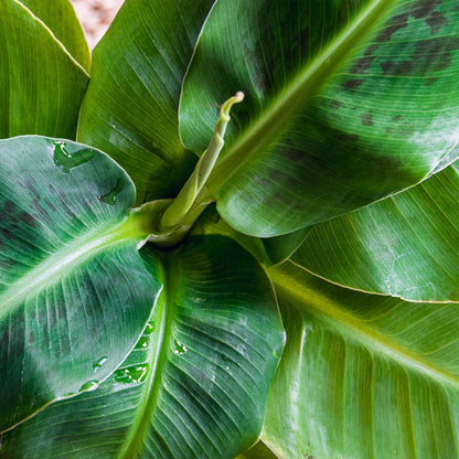Musa acuminata Dwarf Cavendisch - Bananenplant - incl. pot wit - pot 21cm - hoogte 70-75cm