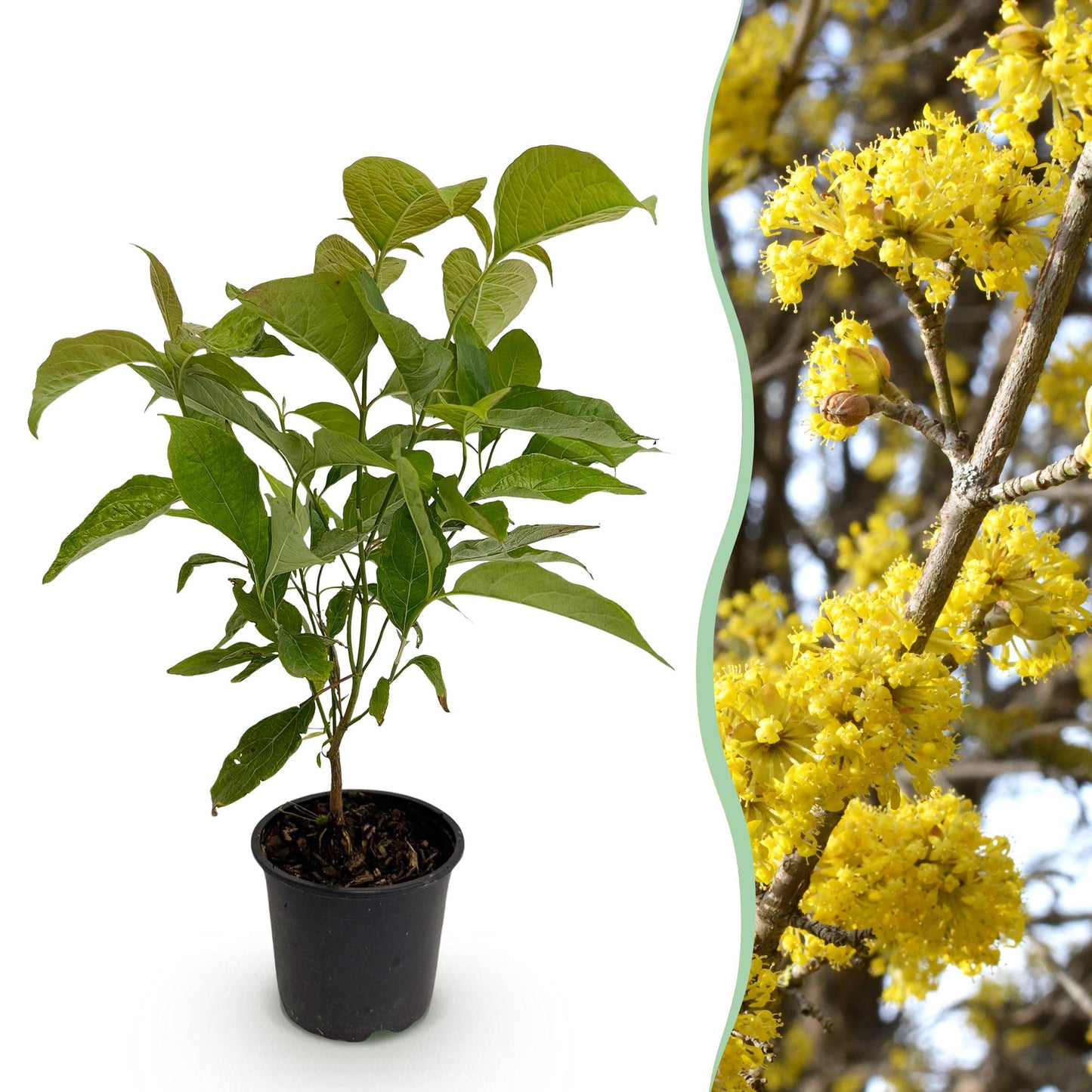 Cornus mas - Kornoelje - hoogte 35cm